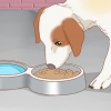 Behandla din hund