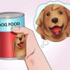 Få din hund att svälja ett piller