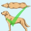 Hjälp din hund att gå ner i vikt