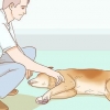 Att hjälpa din hund med en stroke