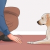 Lär din hund att ligga död på kommando