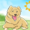 Raka din hund
