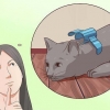 Inaktivera din katt