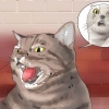 Få din katt att sluta blåsa