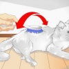 Skäm bort din katt