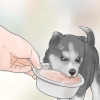 Träning och vård av din nya siberian husky-valp