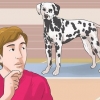 Klä ut sig som en hund (för cosplay)