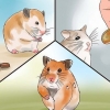 Ta hand om din sjuka hamster