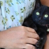 Tvätta unga kattungar