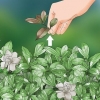 Beskärning cape jasmine