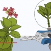 Odlar kalanchoe