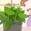 Beskärning av kalanchoe