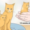 Separerar kattungar från mamma katt för adoption