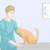 Att få katter att sluta kissa på mattan