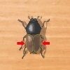 Identifiera skalbaggar