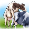 Konstgjord insemination av kor och kvigor