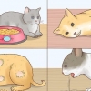 Minska feber hos katter