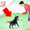 Labrador retrievers träning