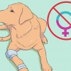 Uppfödning av labradorer