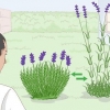 Odla lavendel i krukor