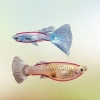 Identifiera manliga och kvinnliga guppies