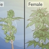 Att skilja manliga cannabisplantor från kvinnliga