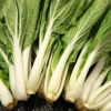 Skiva pak choi