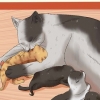 Ge bort nyfödda kattungar