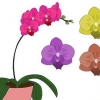 Phalenopsis orkidéer (fjärilsorkidéer) vård