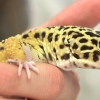 Ha kul med din pantergecko