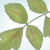Desarmerande poison oak
