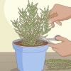 Plantering, skötsel och skörd av rosmarin