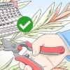 Beskärning salix integra