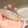 Förbered sardiner