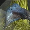 Uppfödning av siamesisk kampfisk