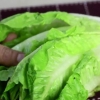 Hålla sallad färsk
