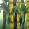 Plantera sockerrör
