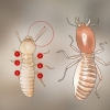 Identifiera termitlarver