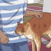 Detangle kattpäls