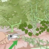 Bli av med japansk knotweed