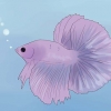 Avgöra om din betta-fisk är sjuk