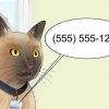 Flytta med en katt