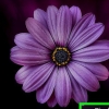 Se google bilder