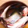 Förbered fisken