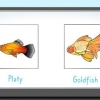 Mata fisk