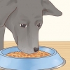 Ta hand om en labrador retriever