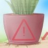 Att ta hand om en sansevieria