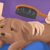 Att ta hand om en shih tzu