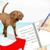 Ta hand om en sjuk hund