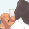 Ta hand om en gravid hund